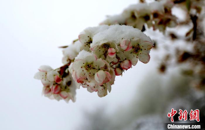 花兒被冰雪覆蓋?！±钣腊?　攝