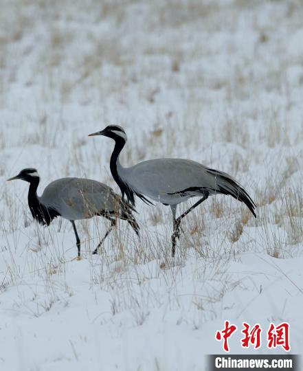 在若爾蓋濕地的蓑羽鶴?！∩袞|機(jī) 攝