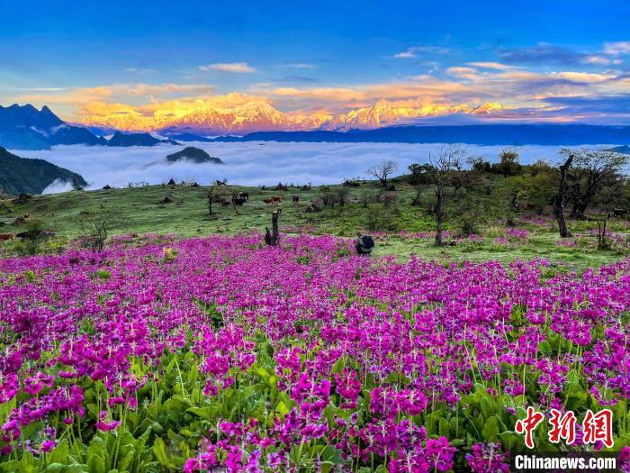 春天的牛背山花海?！∮稳仄?攝