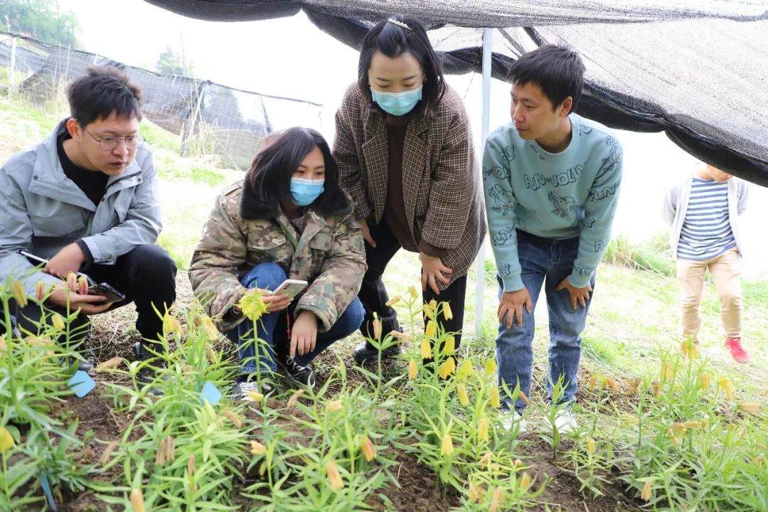 彭州對口支援工作組隊項目組查看瓦布貝母種植情況。彭州市宣傳部供圖