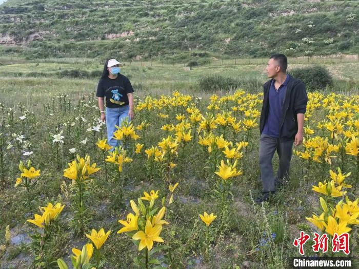 村民采摘百合花。　壤塘縣委宣傳部供圖