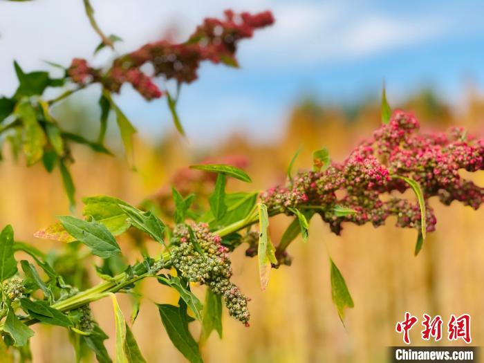 柴達木盆地綠色有機企業(yè)和產(chǎn)品認證數(shù)位居青海省首位