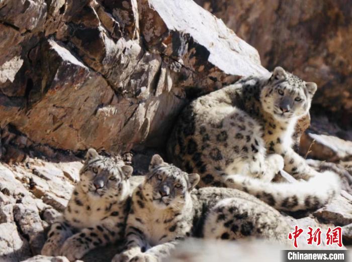 青海都蘭：雪豹、兔猻等多種珍稀野生動物亮相