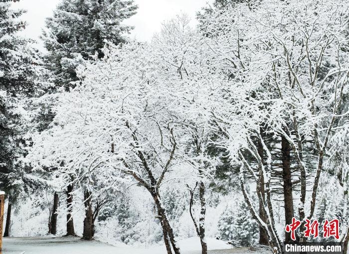 大熊貓國家公園王朗片區(qū)春雪如畫，宛若仙境?！×_春平 攝