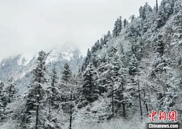 大熊貓國家公園王朗片區(qū)春雪如畫，宛若仙境?！×_春平 攝