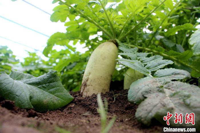 圖為亞東邊檢站“警營(yíng)菜園”喜獲豐收的白蘿卜?！⊥鯑|東 攝