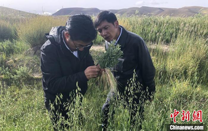 圖為尼瑪扎西(左)在青稞種植地調(diào)研(資料圖)。西藏農(nóng)科院 供圖