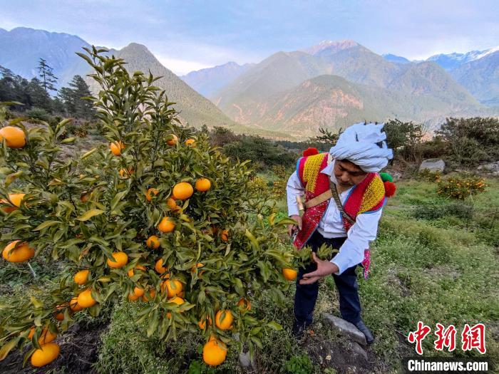 林芝下察隅鎮(zhèn)京都村101畝耙耙柑豐收?！〗w波 攝