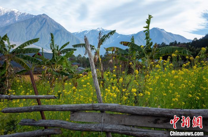 種獼猴桃、耙耙柑西藏林芝下察隅千方百計(jì)為民眾“鼓腰包”