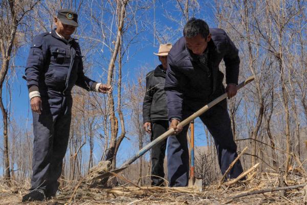 沙棘傳奇——西藏隆子跨越半個世紀(jì)的生態(tài)革命