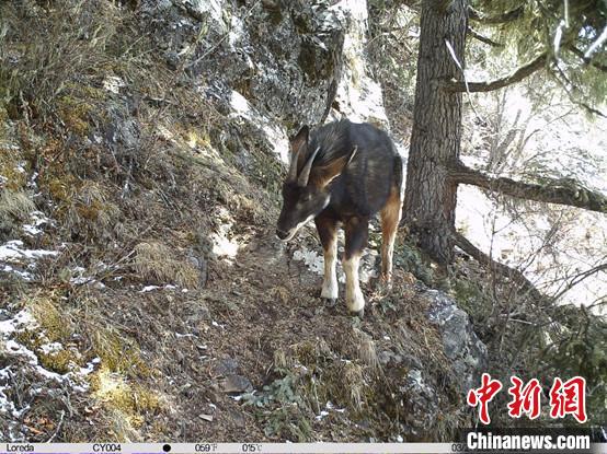 圖為相同位點記錄到的國家二級重點保護野生動物—中華鬣羚?！≈袊茖W(xué)院昆明動物研究所提供