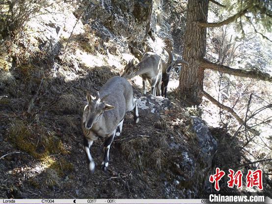 圖為相同位點記錄到的雪豹主要獵物—巖羊?！≈袊茖W(xué)院昆明動物研究所提供