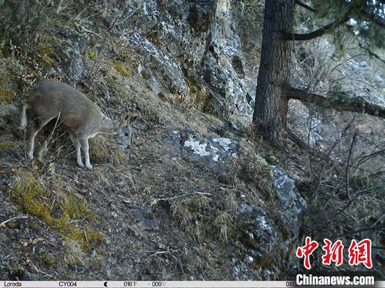 圖為相同位點記錄到的國家一級重點保護野生動物—馬麝?！≈袊茖W(xué)院昆明動物研究所提供