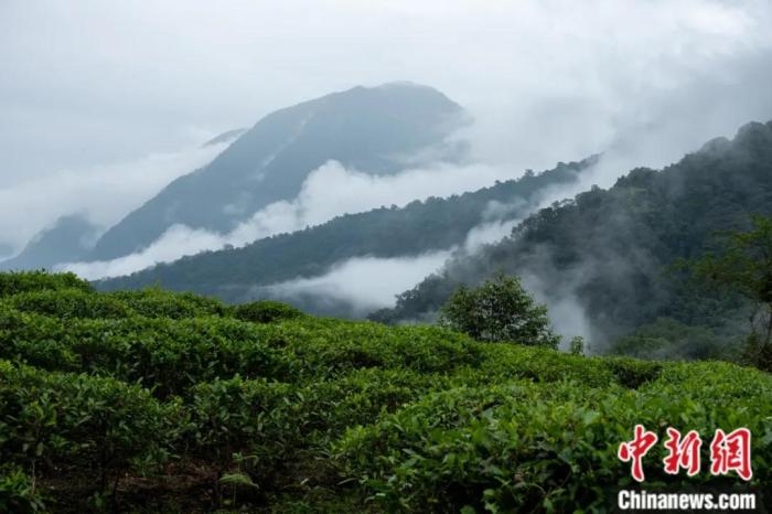 墨脫縣背崩鄉(xiāng)的高山茶場。