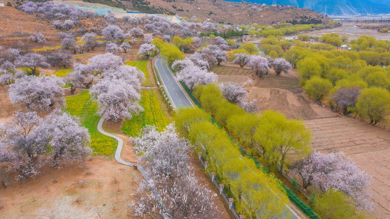 林芝桃花盛開(kāi)。 張靜攝