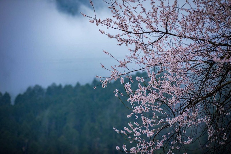 盛開(kāi)的桃花。張靜攝