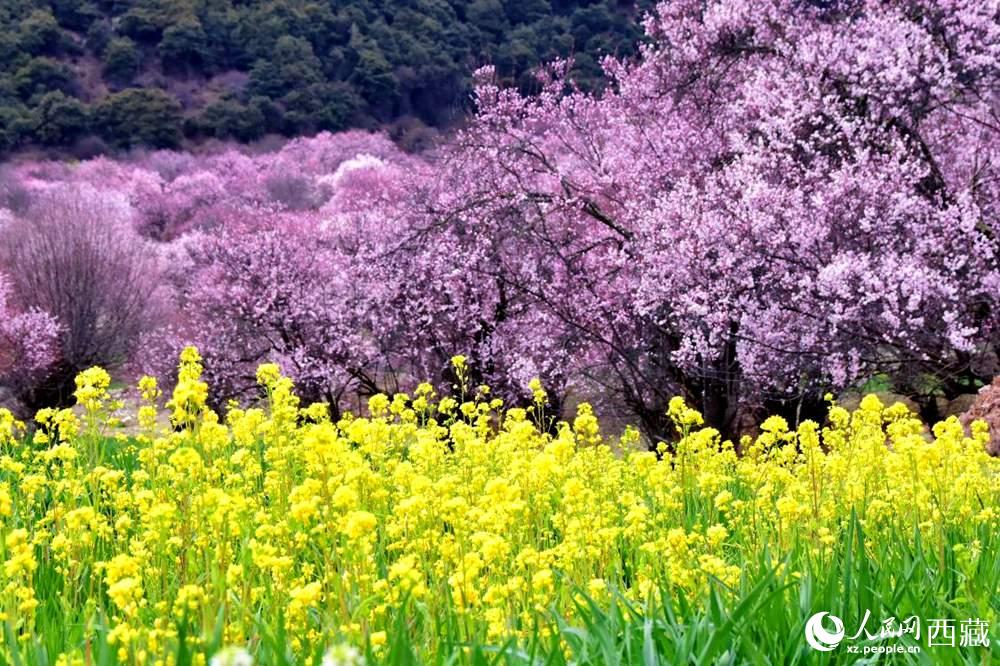 桃花與油菜花交相輝映。人民網(wǎng) 李海霞攝