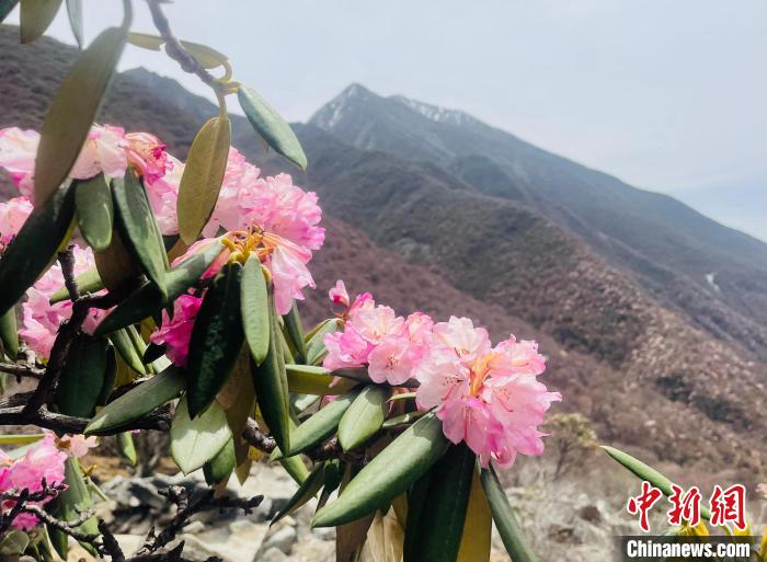 近日，西藏自治區(qū)山南市加查縣索囊溝的杜鵑花競相綻放?！∪轿木?攝