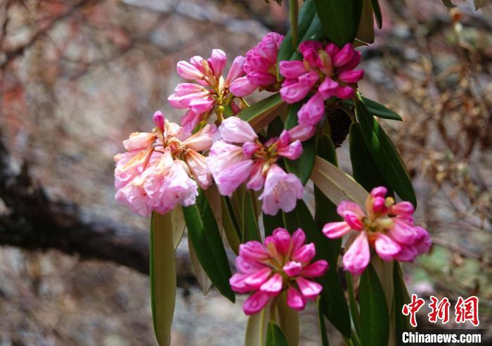 近日，西藏自治區(qū)山南市加查縣索囊溝的杜鵑花競相綻放?！∪轿木?攝