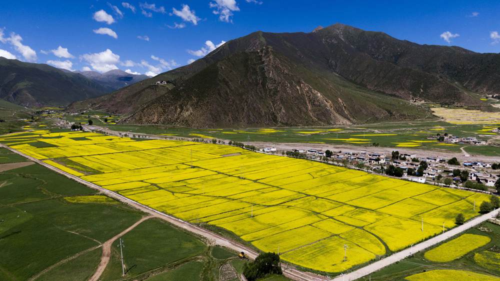 西藏墨竹工卡縣油菜農(nóng)田。