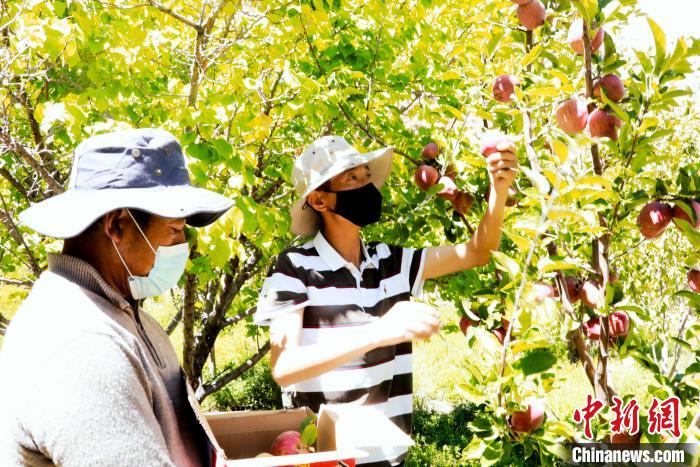 圖為西藏阿里札達縣底雅鄉(xiāng)村民在自家果園采摘果實。　阿旺扎西 攝