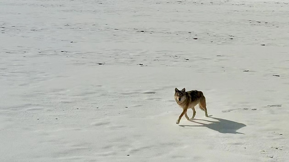 雪地里的阿里“狼”。