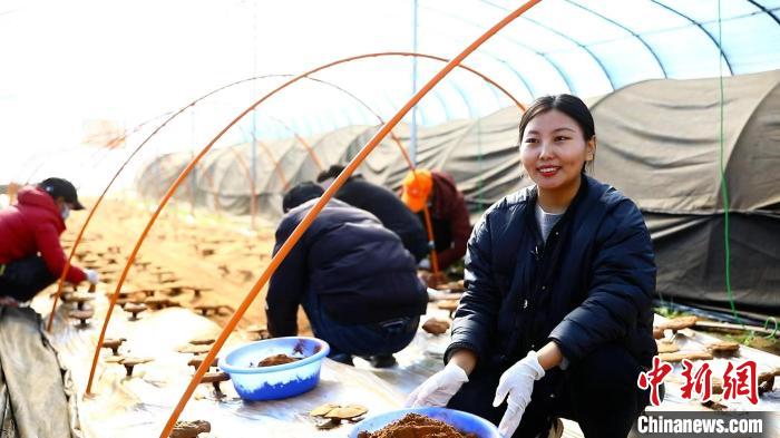 圖為農(nóng)民采收靈芝孢子粉。　鄧巴 攝