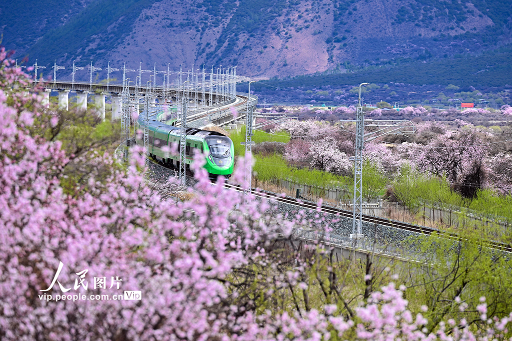 西藏林芝：雪域高原列車(chē)穿越花?！?】