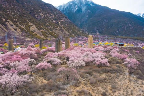 人間桃花源！林芝桃花有多絕？