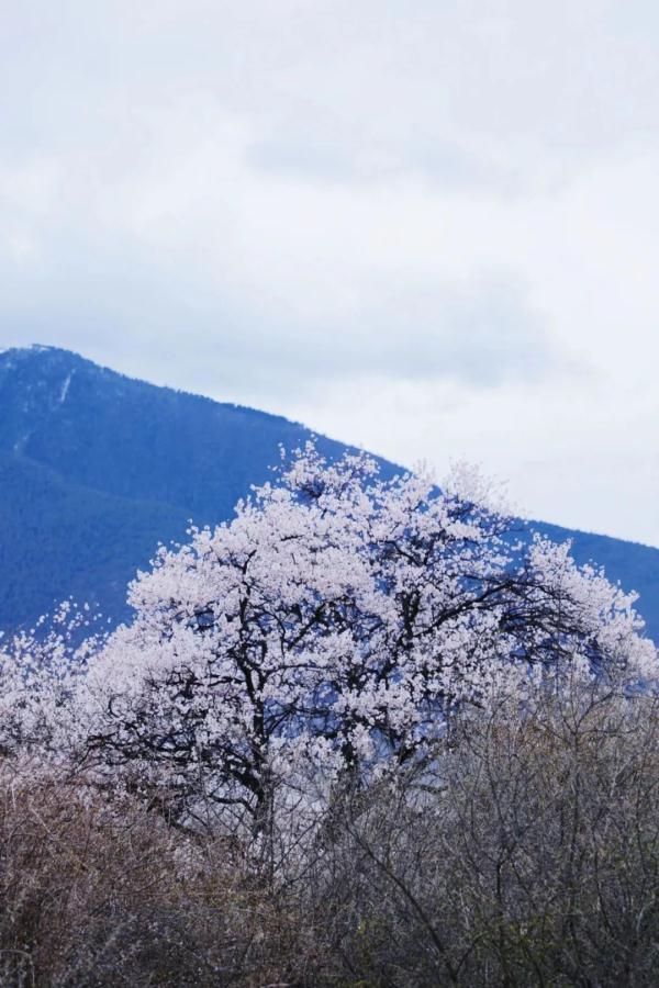 人間桃花源！林芝桃花有多絕？