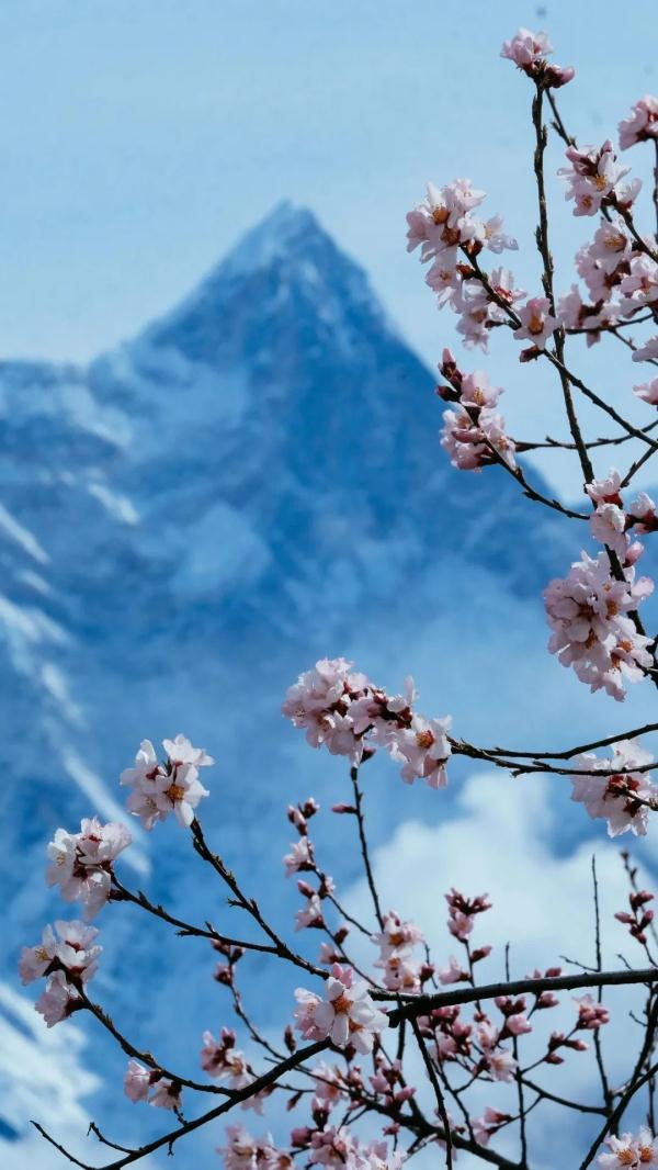 人間桃花源！林芝桃花有多絕？