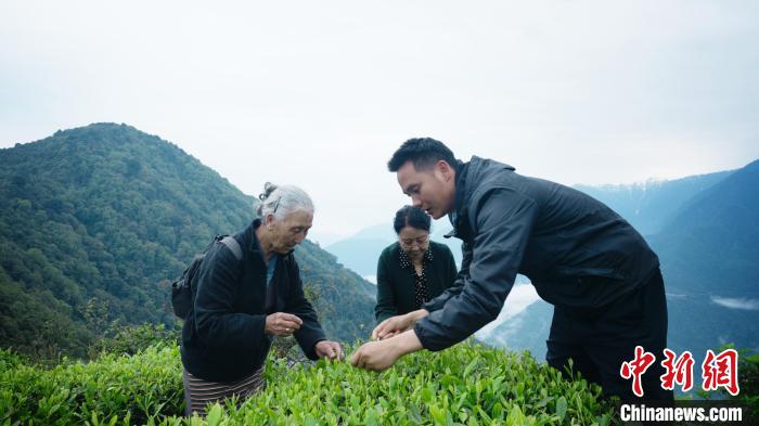 圖為銀發(fā)旅游體驗團兩位老人體驗采茶?！∥鞑貙ｍ椔糜螀f(xié)會供圖