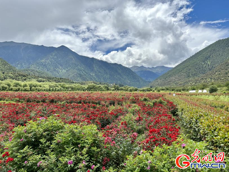 我們的家園丨工布花谷：高原花開(kāi)香飄全國(guó)，產(chǎn)業(yè)經(jīng)濟(jì)增收致富