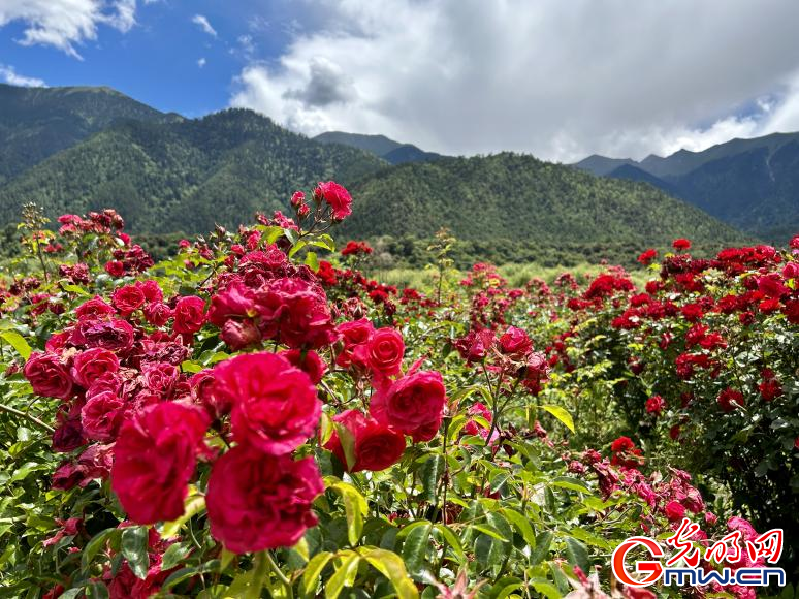 我們的家園丨工布花谷：高原花開(kāi)香飄全國(guó)，產(chǎn)業(yè)經(jīng)濟(jì)增收致富