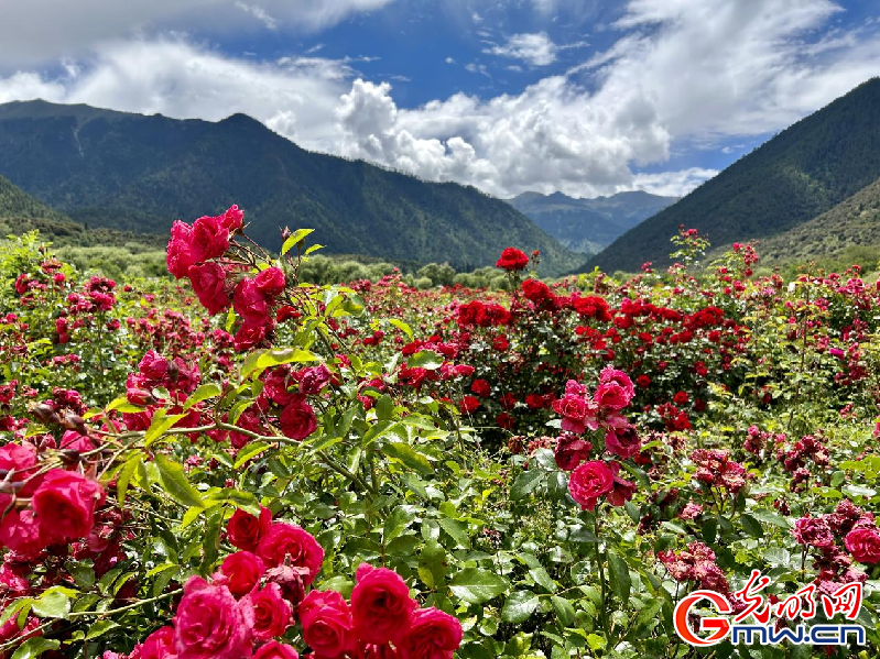 我們的家園丨【組圖】 綠水青山入畫，“金山銀山”筑起