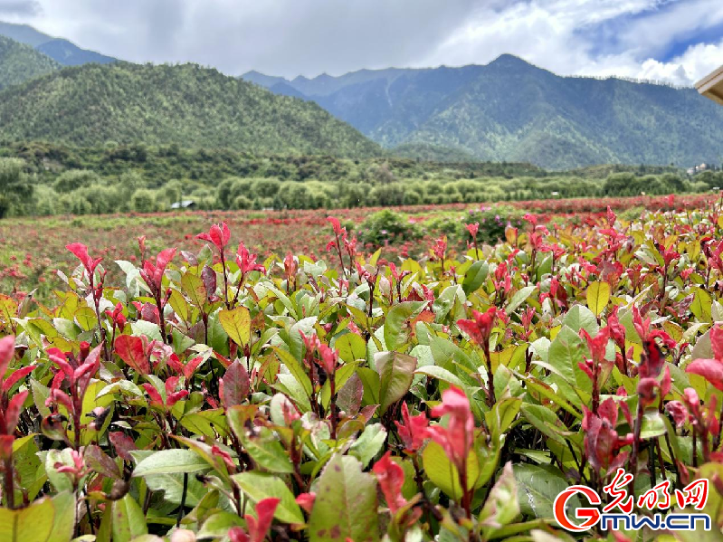 我們的家園丨【組圖】 綠水青山入畫，“金山銀山”筑起