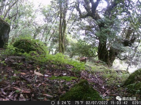 西藏色季拉山發(fā)現(xiàn)雪豹、白頰獼猴等多種珍稀野生動物