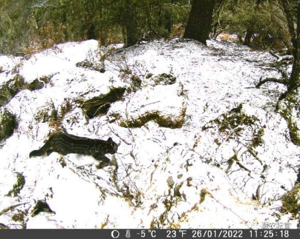 西藏色季拉山發(fā)現(xiàn)雪豹、白頰獼猴等多種珍稀野生動物