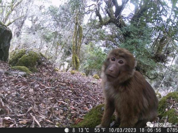 西藏色季拉山發(fā)現(xiàn)雪豹、白頰獼猴等多種珍稀野生動物