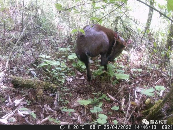 西藏色季拉山發(fā)現(xiàn)雪豹、白頰獼猴等多種珍稀野生動物