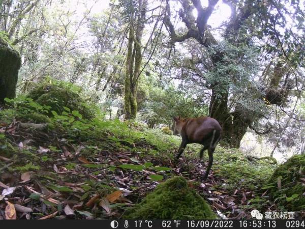 西藏色季拉山發(fā)現(xiàn)雪豹、白頰獼猴等多種珍稀野生動物