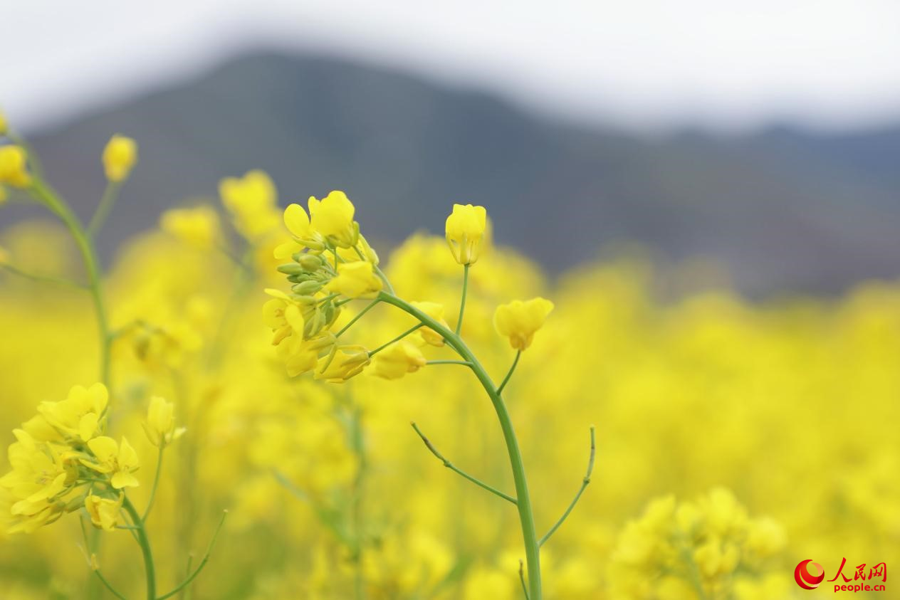 金色油菜花鋪滿大地。 人民網(wǎng) 李海霞攝