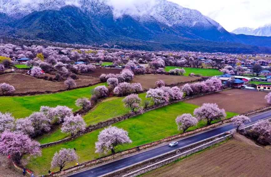 波密縣傾多鎮(zhèn)如納村盛開的桃花。徐馭堯攝