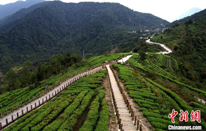 圖為西藏林芝市墨脫縣背崩鄉(xiāng)格林村山頂?shù)木坝^茶園。(無人機(jī)照片) 李林 攝